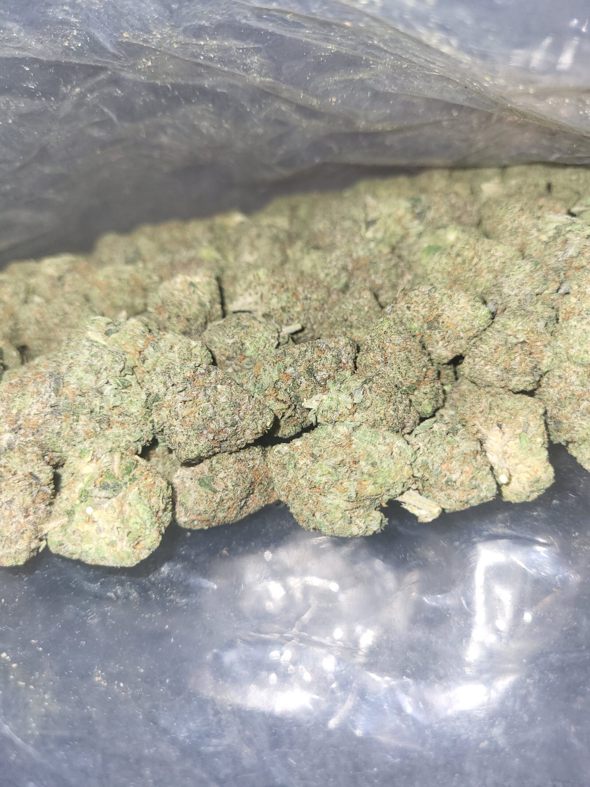🐍🔥 BLACK MAMBA - INDICA
